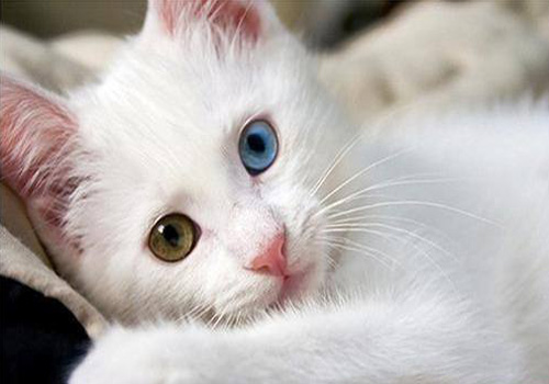 猫咪健康养护的注意事项,猫咪养护的五个注意事项