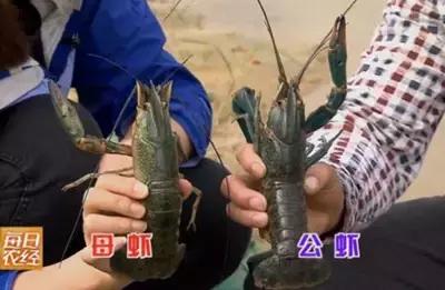 蓝色的龙虾最喜欢吃什么,蓝色的龙虾吃什么