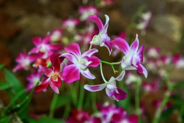 去三亚玩的旅游攻略,错峰去三亚