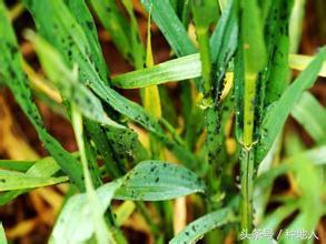 小麦蚜虫防治的最佳时期,防治小麦蚜虫农药价格