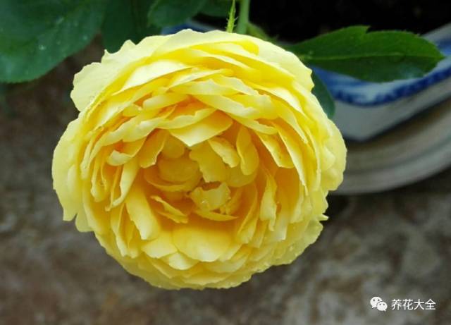 最美的十款月季品种推荐 (十种绝美的月季)