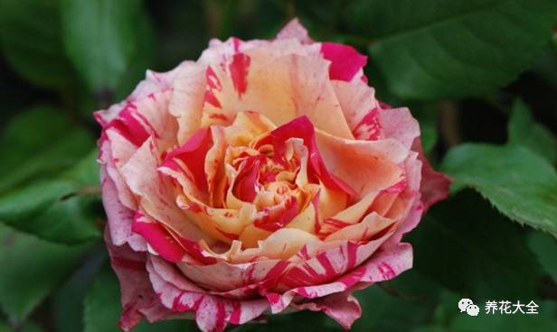 最美最高端的30款月季 (十种绝美的月季)