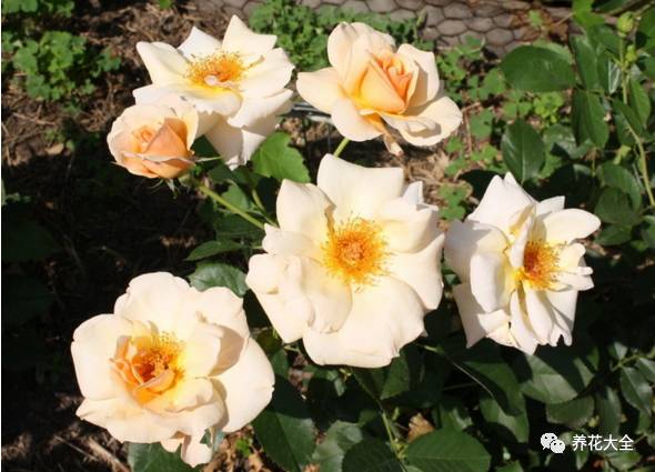 最美最高端的30款月季 (十种绝美的月季)