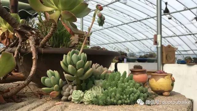 如何拒绝多肉伸手党,多肉伸手的正确方式