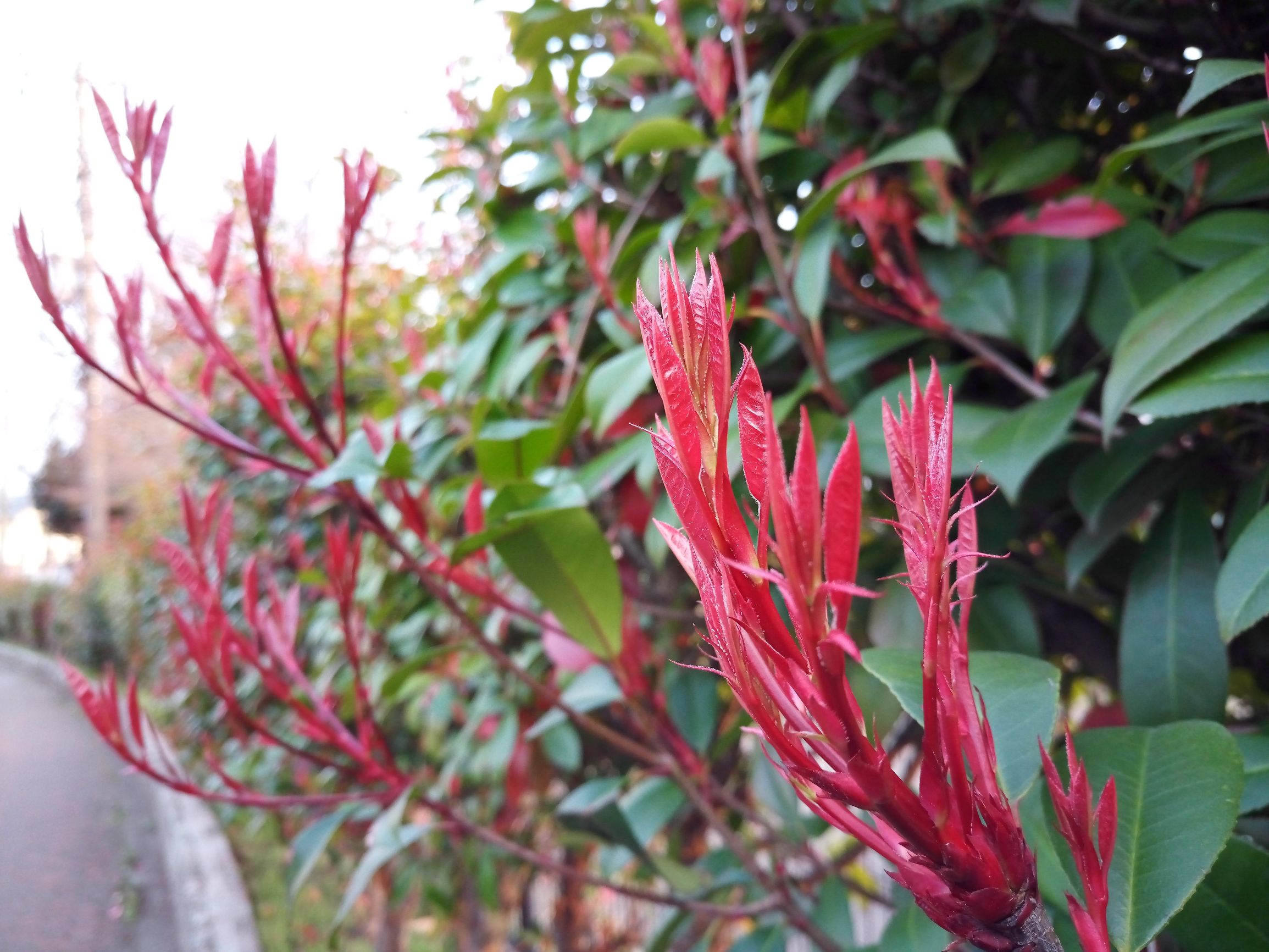 mate8和mate10屏幕对比,阿波罗手机性能