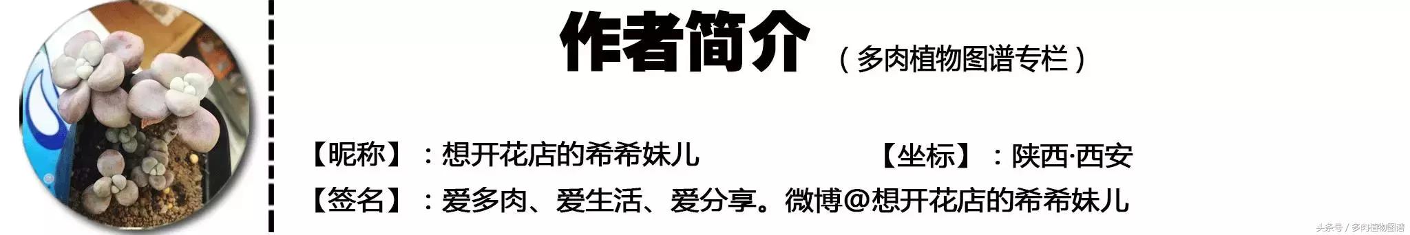 宿舍多肉品种推荐,宿舍多肉