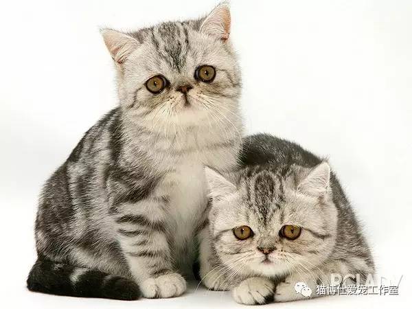 照顾小猫咪日常生活,怎么照顾小猫咪最好的方法