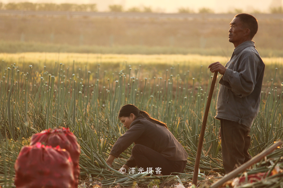 菜贱伤农的原因和对策,简要分析菜贱伤农和菜贵伤民现象