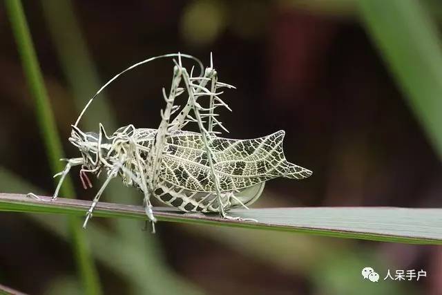 集结拍案称奇的拟态大师