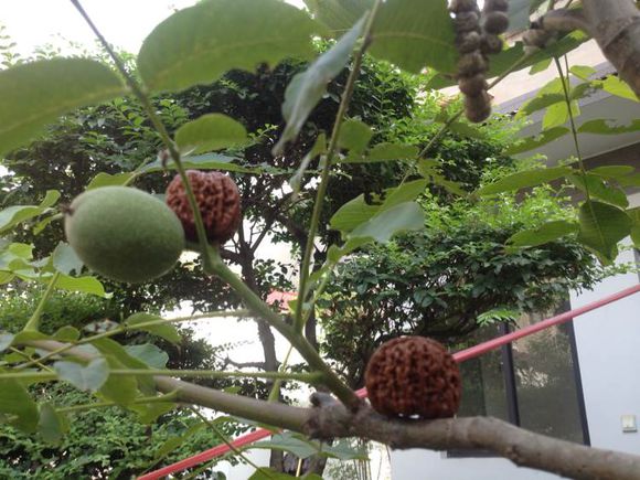 文玩核桃有色差怎么办,文玩核桃有色差能盘成一样颜色吗