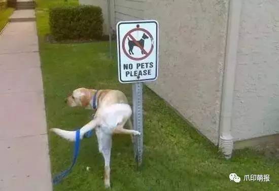 别人家狗尿我身上有什么说法,兽医谈狗尿