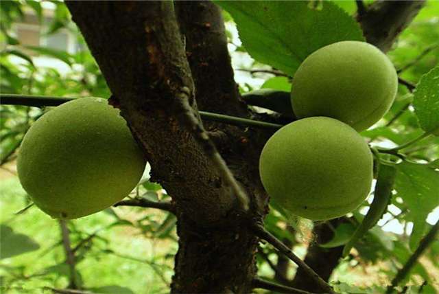 这种水果救过曹孟德以酸著称，药食两用，营养丰富还可治病！