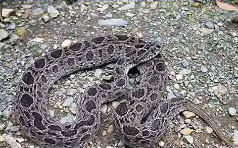 上山被毒蛇咬了如何自救,在野外被毒蛇咬伤如何自救