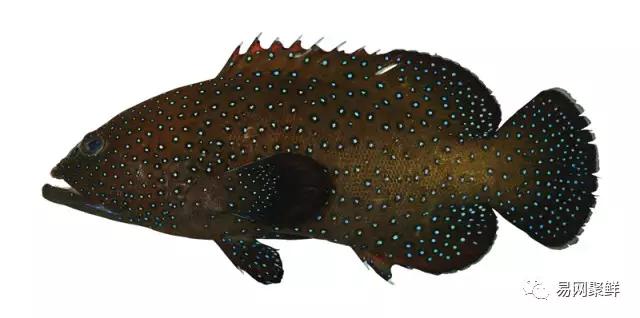 各类石斑鱼图片,常见的石斑鱼图片