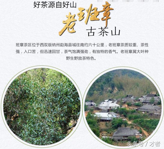 华山论鉴哪个专家最好,华山论道茶叶品牌