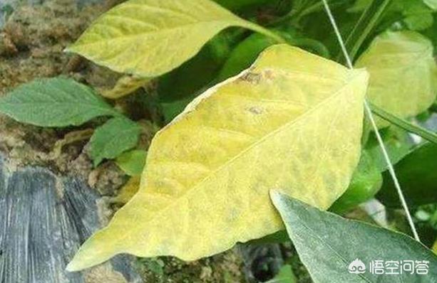 大豆叶子有红斑点是什么病,大豆花叶有黄斑怎么办