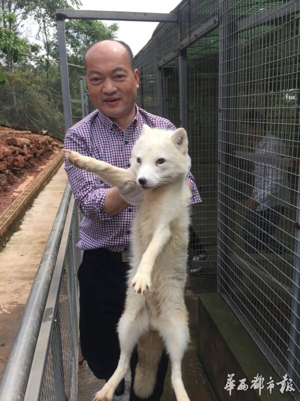 养鸟养鸭养狗养鸡,养鸟生态养殖