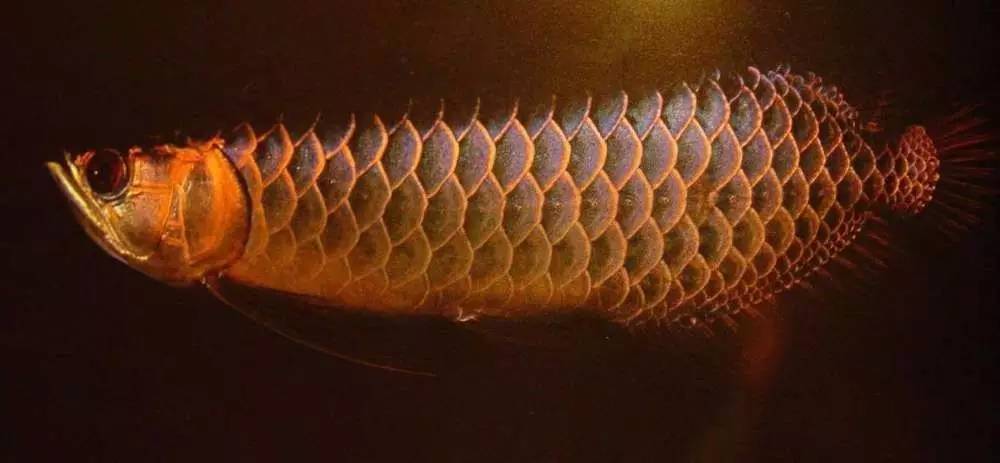 过背金龙和高背金龙的区别,高背金龙跟过背图片对比