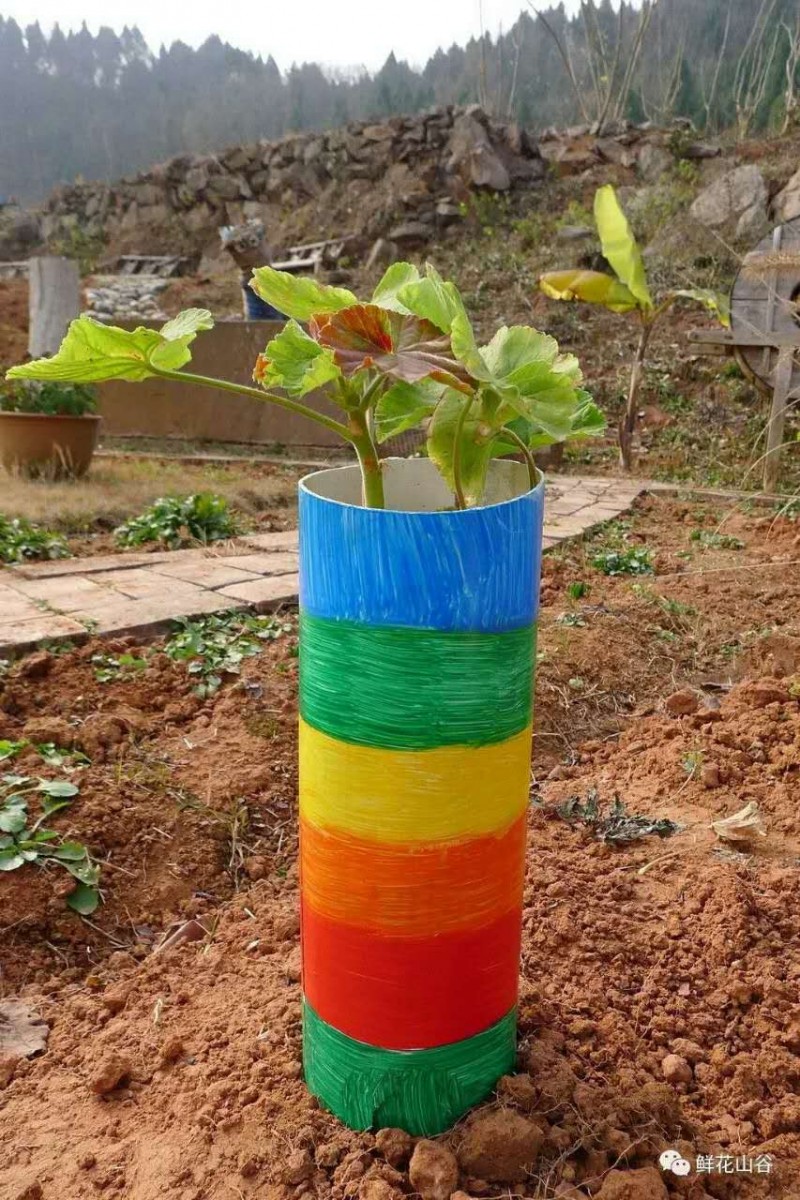 五月相约看蓝色花海,五月相约昆明蓝花楹花海
