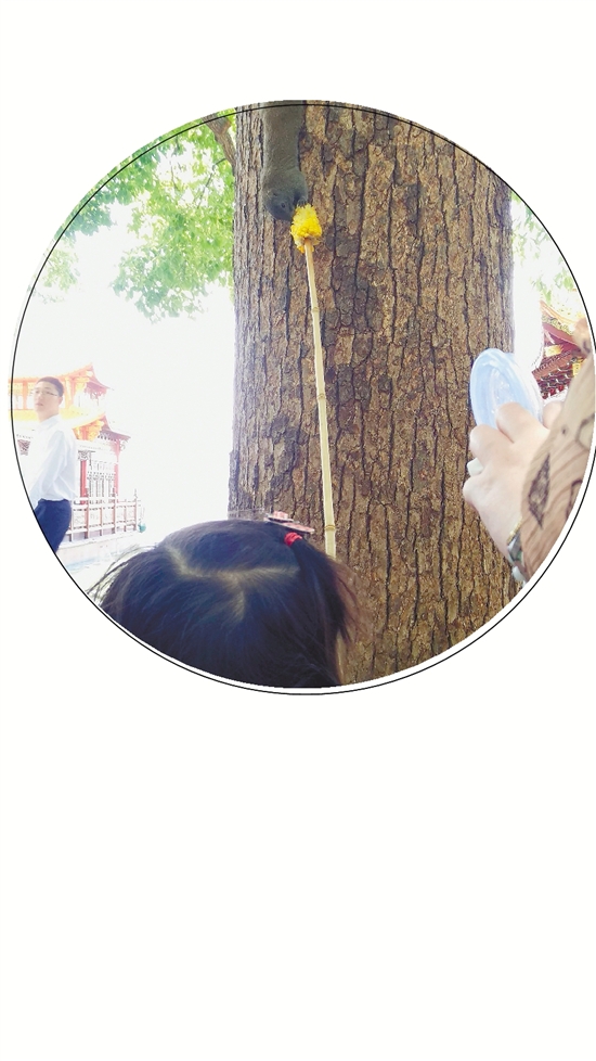 西湖边小松鼠咬伤喂食小游客这责任谁来负