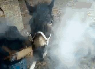 吃草能减肥的话,减肥从吃草开始