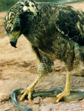 平头哥怕哪种蟒蛇的毒,可以杀掉平头哥的蟒蛇排名