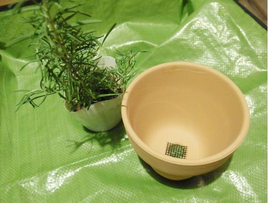 迷迭香枯萎的原因及补救方法,水培迷迭香为什么枯萎了