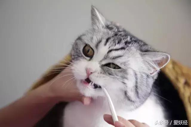 热门网红猫咪牙刷测评,猫咪牙刷测评红黑榜