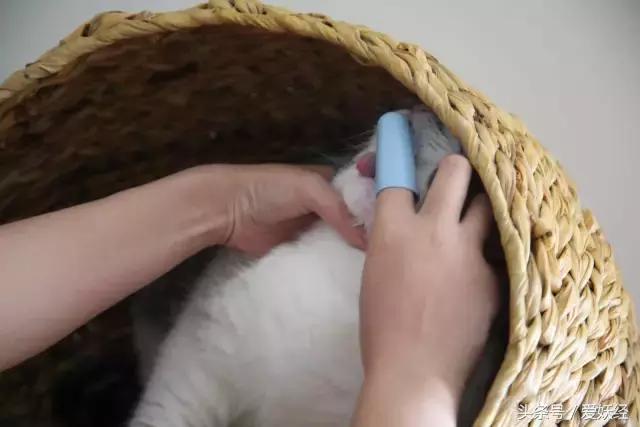 热门网红猫咪牙刷测评,猫咪牙刷测评红黑榜