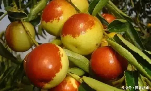 妗冨瓙鍙互鍜屽摢浜涙按鏋滃悆,鑳藉悆妗冨瓙鐨勯鐗╂湁鍝簺