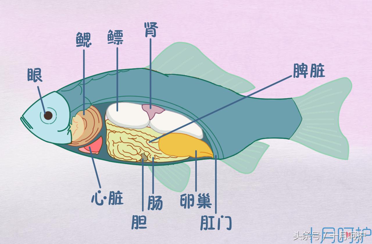 孕妇吃了鱼怕有寄生虫怎么办,孕妇吃鱼发现有寄生虫怎么办