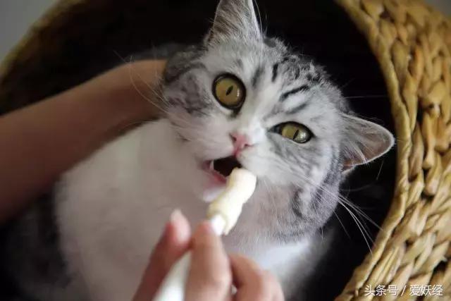 热门网红猫咪牙刷测评,猫咪牙刷测评红黑榜