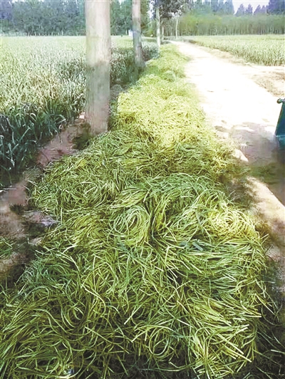 免费采摘蒜薹,蒜苔免费采摘