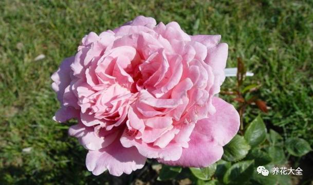 最美最高端的30款月季 (十种绝美的月季)