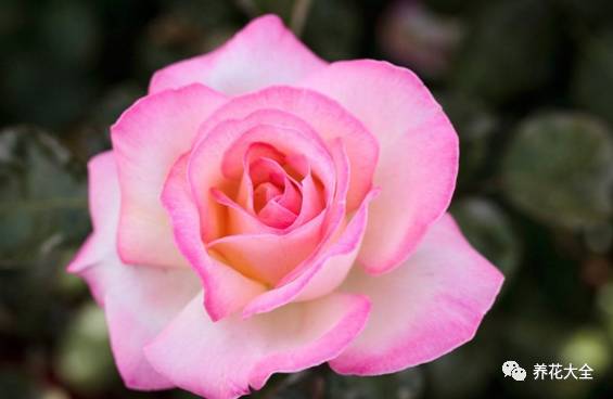 最美的十款月季品种推荐 (十种绝美的月季)