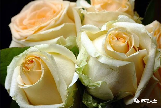 最美最高端的30款月季 (十种绝美的月季)