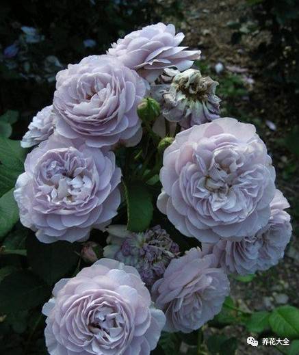 最美的十款月季品种推荐 (十种绝美的月季)
