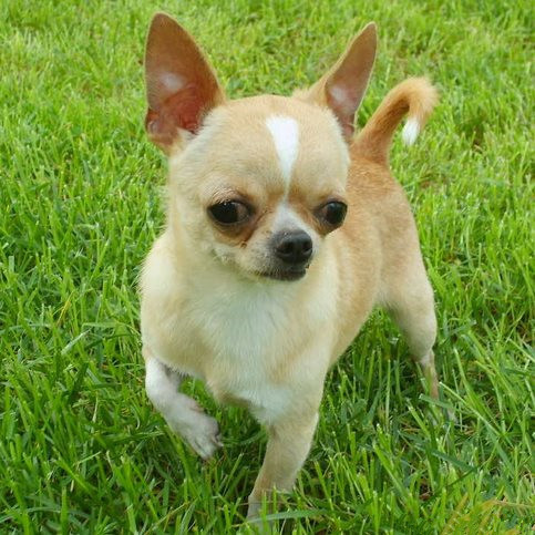 卖宠物狗怎么骗人,网上卖宠物狗的中介是骗子吗