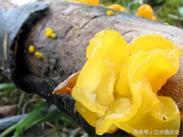 安康最正宗的食物,安康必吃的美食排行榜