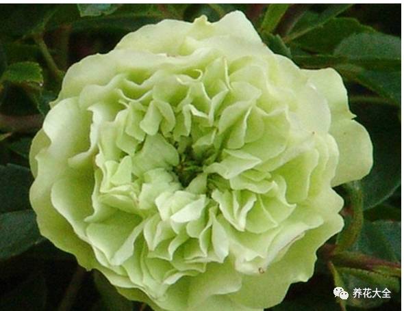 最美最高端的30款月季 (十种绝美的月季)