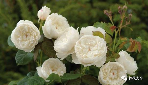 最美最高端的30款月季 (十种绝美的月季)