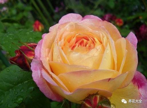 最美最高端的30款月季 (十种绝美的月季)