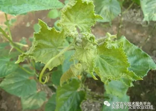 防治大豆病毒病的药剂有哪些,最新病毒病防治药剂