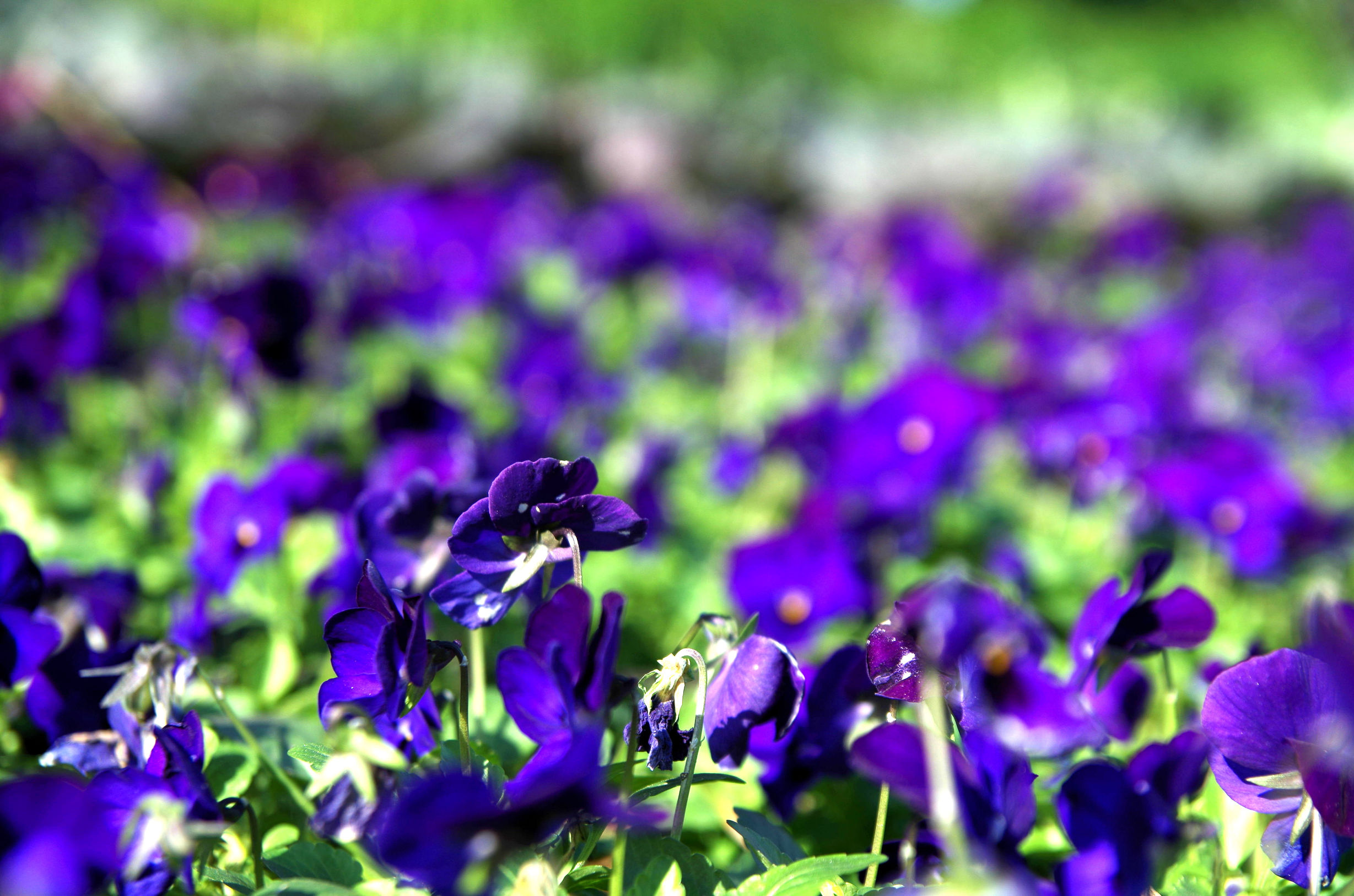 摄影小白推荐相机300左右,拍照好的长焦镜头推荐