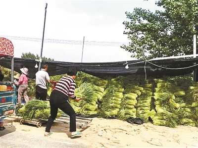 几万斤白菜卖不出去,千万斤紫皮大蒜滞销
