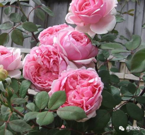 最美最高端的30款月季 (十种绝美的月季)