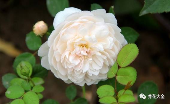 最美最高端的30款月季 (十种绝美的月季)