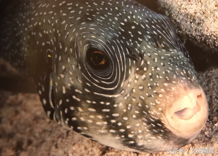 人类的牙都会换吗,人类的牙齿会全部掉光吗