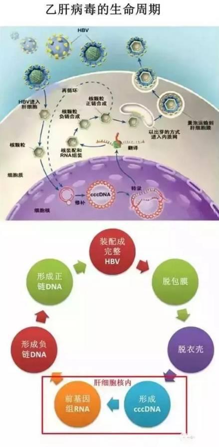 与乙肝相似的病毒有哪些,甲肝乙肝丙肝能治愈吗