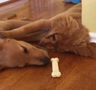 这年头不会脸刹的狗狗肯定不是一条好狗